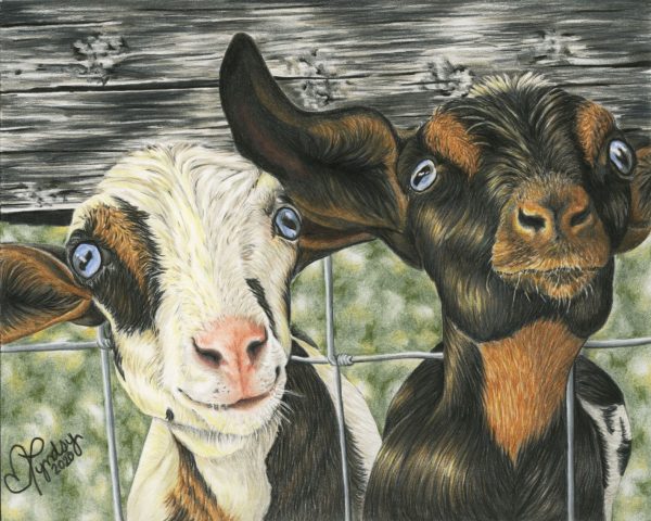 Silly Goats Print