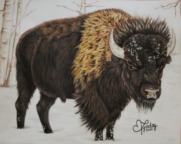 Bison